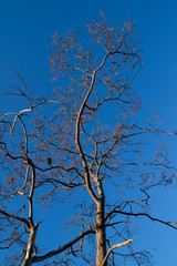 high trees no leaves in deep blue sky background