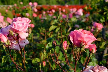 pink and red flowers in the garden