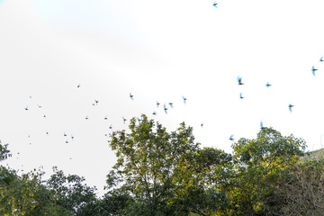 Flock of bird swallows over white background sky and green trees texture