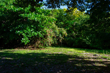 Field of trees in sunny day