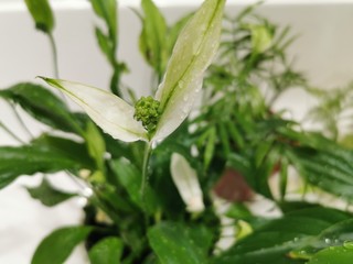Houseplant Spatiphyllum. Green leaves. Natural pattern.