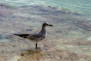 Bird perched on the beach