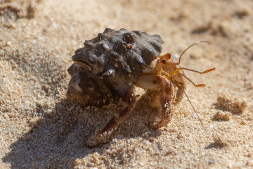 crab walking on the sand