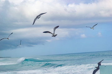 Obrazy na Szkle  ptaki latające nad morzem