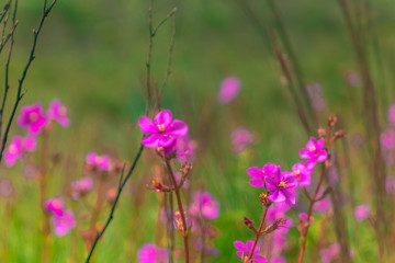 natureza, flores, colorido, cão, dócil, 