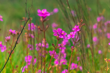 natureza, flores, colorido, cão, dócil, 