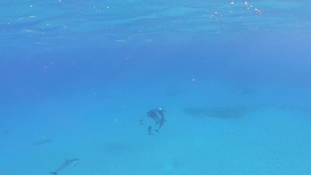 Wide shot of group of dolphins playing in a beautiful blue ocean