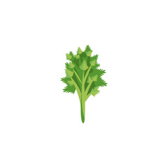 Isolated lettuce vegetable vector design