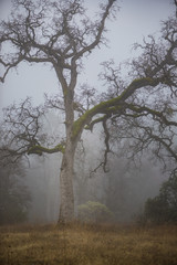 Stormy oaks in winter