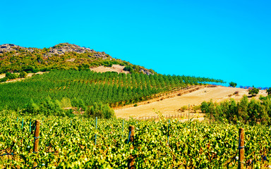 Fototapeta na wymiar Rural landscape. Beautiful vineyards and agricultural Scenery of Perdaxius, Carbonia-Iglesias. Panorama in South Sardinia island of Italy. Sardegna in summer. Cagliari province. Mixed media.