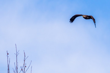 eagle in flight