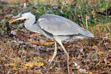 カエルを食べるアオサギ