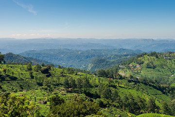 Fototapeta na wymiar Scenic view over tea plantation near Munnar in Kerala, South India on sunny day