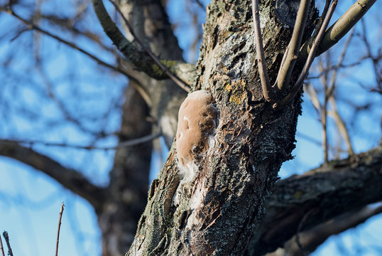 Phellinus pomaceus fungus  (bracket fungus, phellinus igniarius) on tree trunk