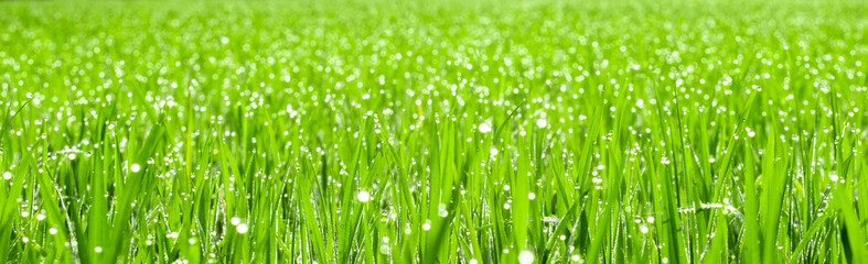 Fototapeta na wymiar Beautiful natural background of green grass with dew and water drops.