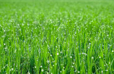 Beautiful natural background of green grass with dew and water drops.