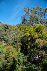 Forest and tree landscape texture background