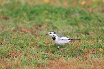Fototapeta premium ハクセキレイ