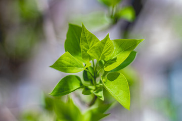 green leaves of a tree