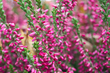 beautiful deep pink flowers of heather - calluna vulgaris, close-up, macro photography