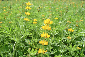 Close up of yelloe lupin flower in bloom    