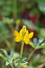 Close up of yelloe lupin flower in bloom    