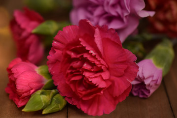 Dark Pink Carnation Flower, Close-Up