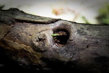 Fototapeta premium New growth from old concept. Recycled tree stump growing a new sprout or seedling.Young tree with green leaves and tender shoots