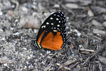 butterfly on leaf