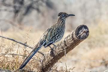Greater Roadrunner 