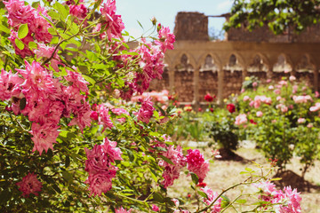 Fototapeta na wymiar Flores del parque del castillo de Morella