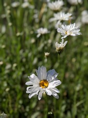 Obraz premium daisies in the garden