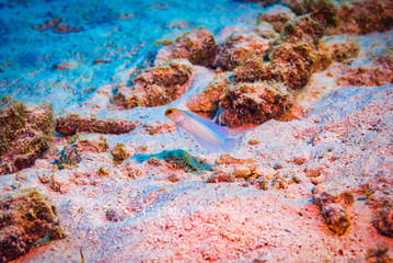 Yellowhead Jawfish protecting its territory