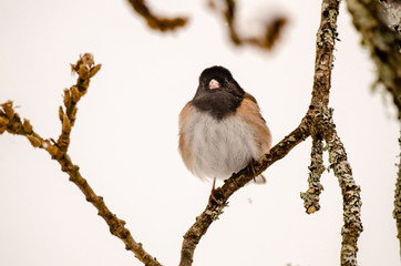 Dark-Eyed Junco posing