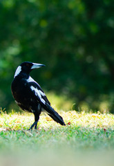 Australian magpie bird in black and white color