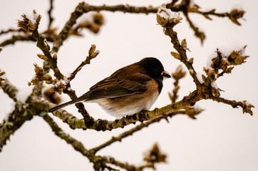 Obraz premium Dark-eyed Junco with a seed
