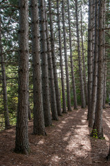 Pine trees planted in a row