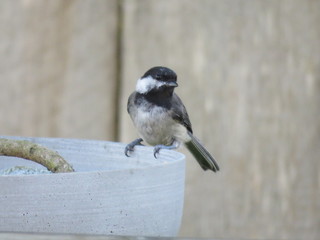 Chickadee perched on bird bath