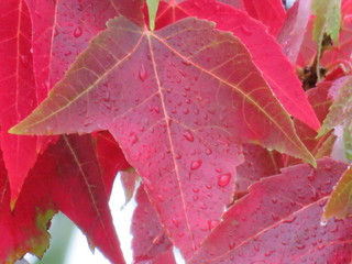 Red Leaves in the rain