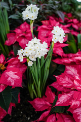 fresh flowers in bloom at botanical garden