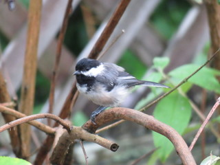 Chickadee on branch