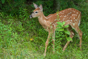 Fawn white tailed deer in the forest