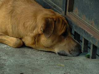 Perro observando