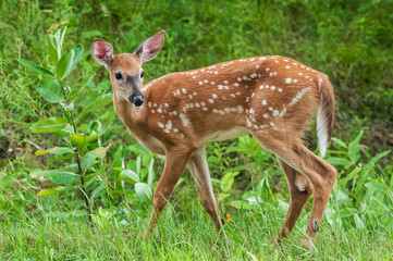 Fawn white tailed deer in the forest