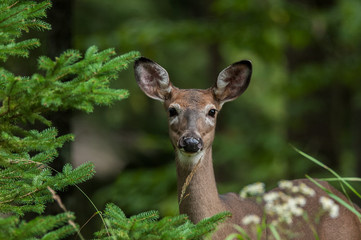 doe whitetailed deer in the forest