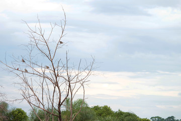 Pássaros na árvore seca com dia ensolarado