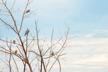 Fototapety  Ptaki na suchym drzewie z niebieskim niebem.