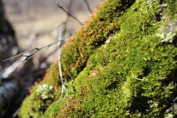 bright green moss vegetation in the forest in spring macro photography