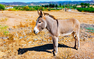 Donkey on the agricultural farm in the province of Carbonia, Sardinia Island, Italy. Rural life in...