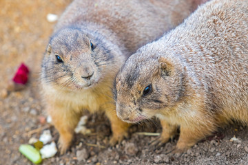 Naklejka na ściany i meble Pair of Black-tailed Prairie Dogs (Cynomys Ludovicianus) sharing their food. Wildlife and nature photography